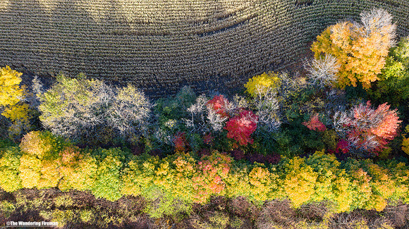 Spectacular fall colours of the trees of Ontario