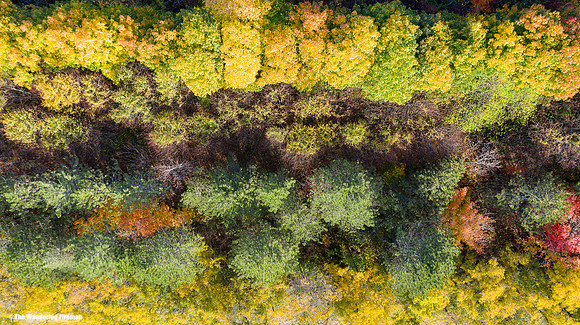 Spectaular scenic fall colours of Ontario trees