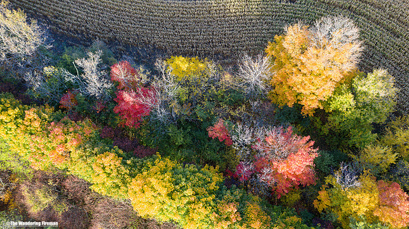 The beautiful tree fall colours of Ontario