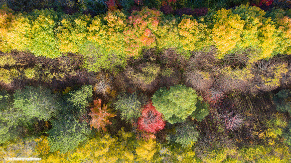 The spectaular fall tree colours of Ontario