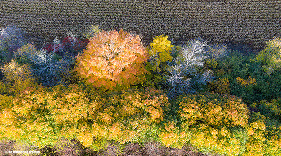 The tree colours of fall in Ontario
