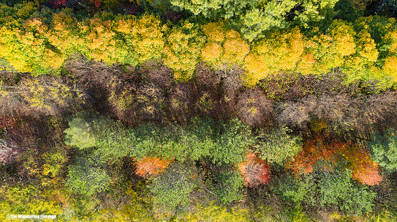 Trees in fall colours