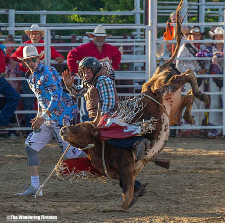Leon Iowa rodeo calf busting event