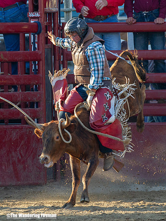 Leon Iowa rodeo calf busting event