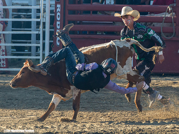 Leon Iowa rodeo calf busting event