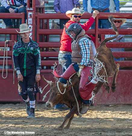 Leon Iowa rodeo calf busting event