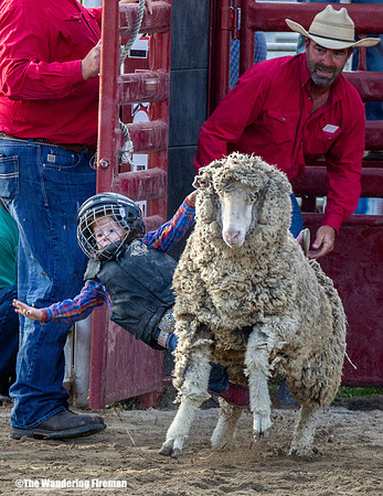 Leon Iowa annual rodeo critter scramble