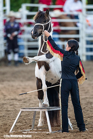 Leon Iowa rodeo trained horse performance